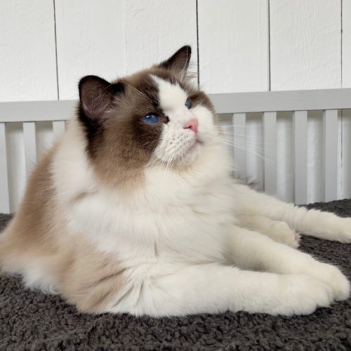 Qaiser 1 år