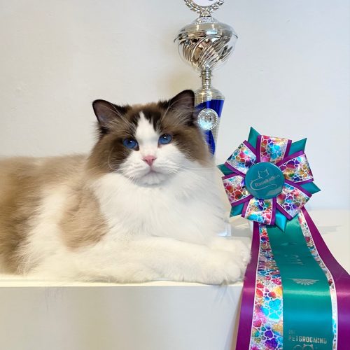 Qaiser BEST IN SHOW - DK